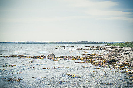 bạch thủ lô