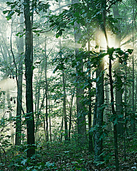 soi cau rong bach kim