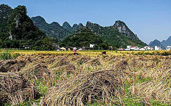 soicau888 rongbachkim