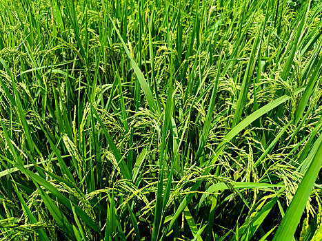xs quangngai