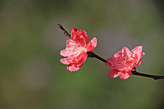 soi cầu lô hôm nay