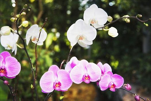 soi cầu 99