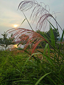 soi cau bach kim 888