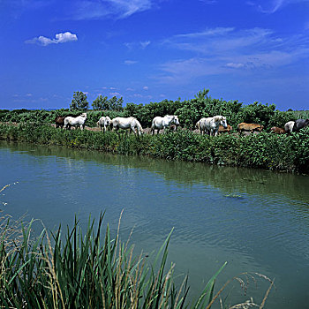 soi cau loc phat ngay mai