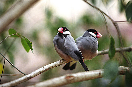 xổ số ba đài