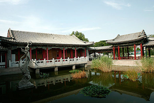 soi cau mien phi rong bach kim