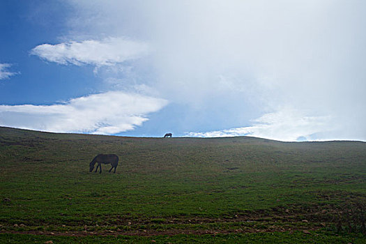 li xi cho mèo