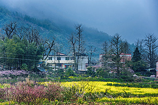 bạch thủ miền bắc