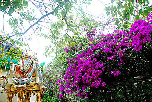 soi cau xs khanh hoa