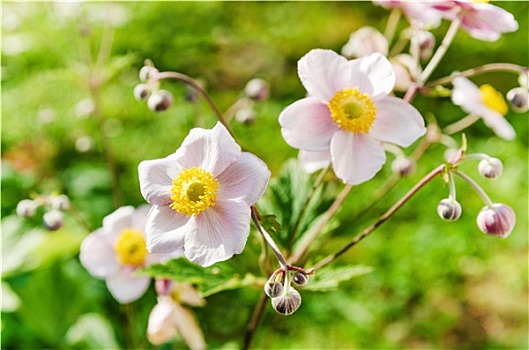 cầu lô đẹp