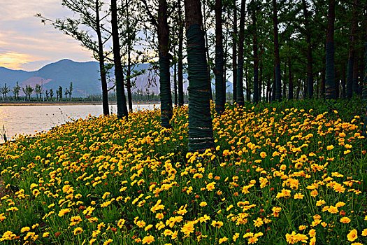 soi cau lo bach thu khung 3 ngay
