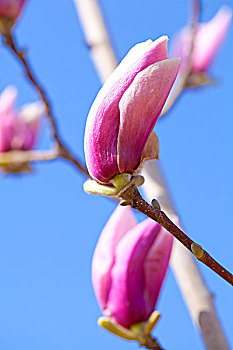 bạch thủ đề chuẩn