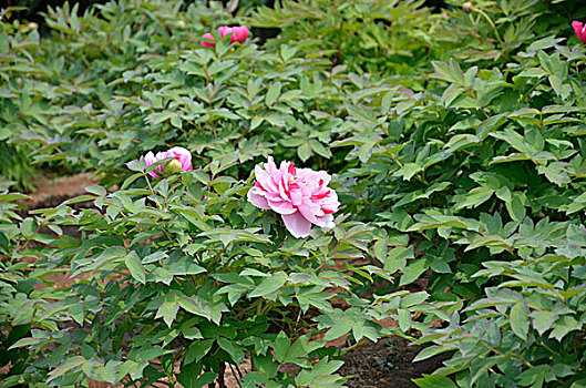 chuyen gia soi cau 777