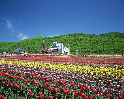 du doan xsmb rong bach kim