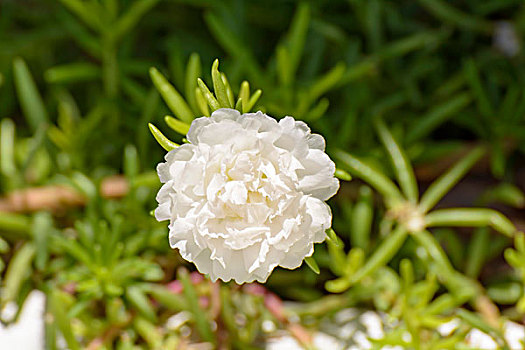 soicau888 rongbachkim