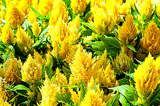 cầu bạch thủ