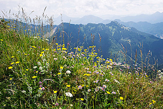 xs khánh hoa