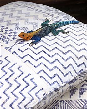 xổ số bình định hôm nay