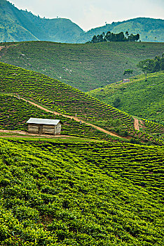 soi cau rong bach kim 247