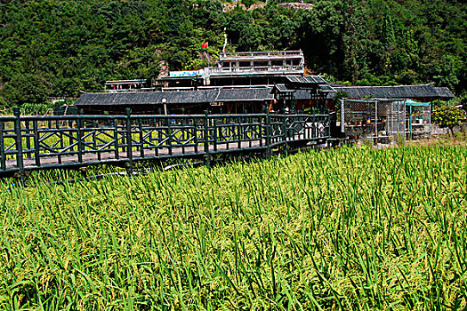 soi cau tp 568