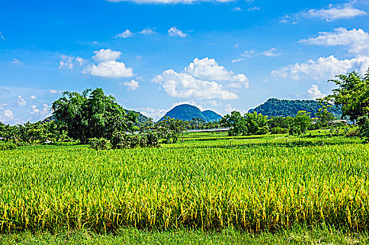 cau lo bach thu khung 5 ngay