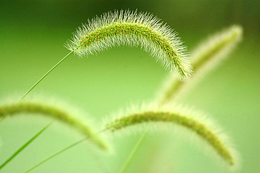 chốt số chuẩn