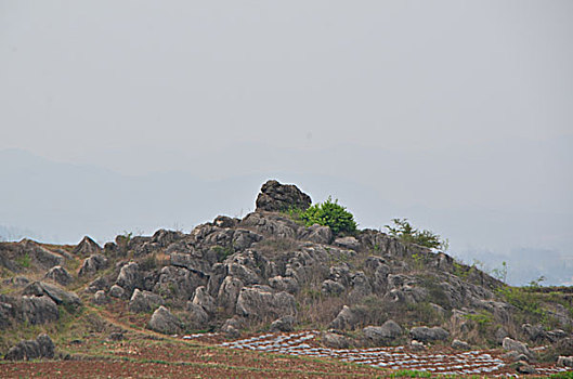 soi cầu bạch thủ