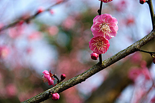 xổ số sóc trăng hôm nay