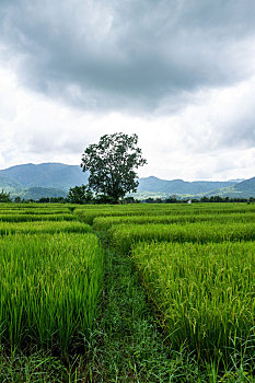 soi cầu 568