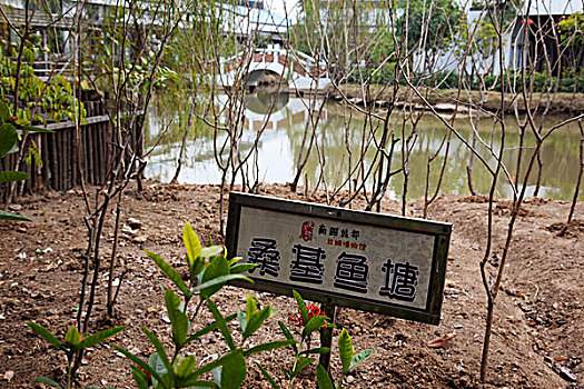 rong bach kim 247
